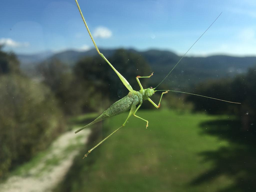 La Vecchia Quercia * San Cipriano Picentino