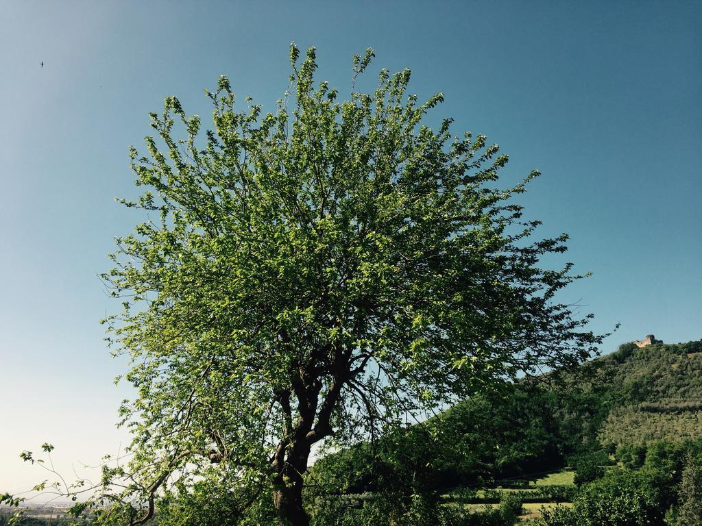 La Vecchia Quercia Bauernhof San Cipriano Picentino